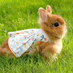 rabbit clothes outfits