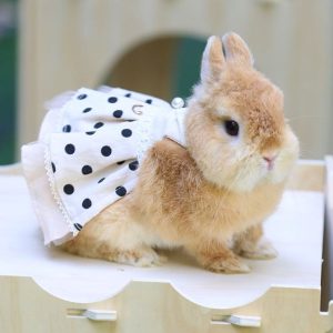 Ceremony rabbit clothes