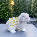 rabbit clothes yellow