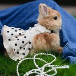 rabbit clothes white
