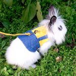 rabbit clothes harness