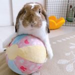 rabbit toy ball