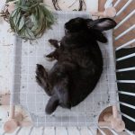 bed for rabbit