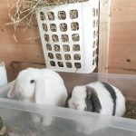 hay feeder for rabbits
