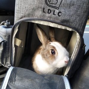 rabbit carrier bag