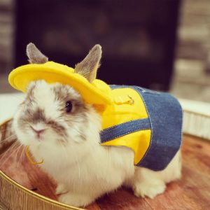 costume for rabbits