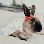 bunny outfits