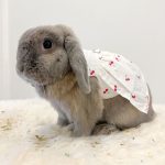 rabbit clothes for bunnies