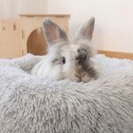 Bunny bed nest