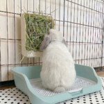 Rabbit Hay Feeder in Plastic