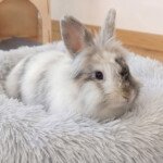 Rabbit bed comfort