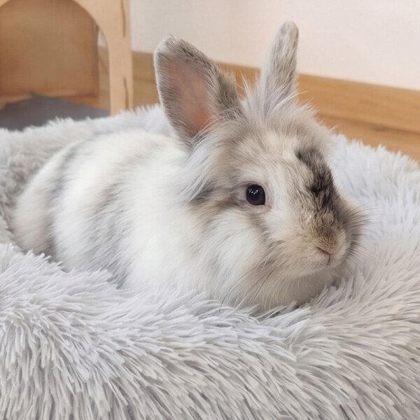 Rabbit bed comfort