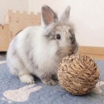 Rabbit chew toy ball