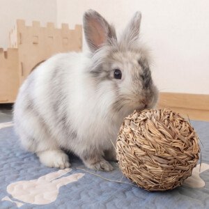 Rabbit chew toy ball