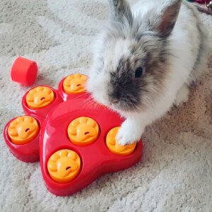 Rabbit toys for rabbits