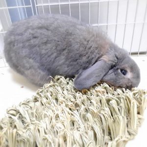 Rabbit Enrichment Forage Mat in Straw, Sniff and Seek