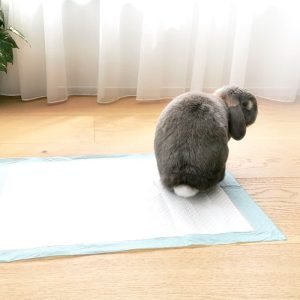 Rabbit Pee Pads, Must-Have Rabbit Accessories