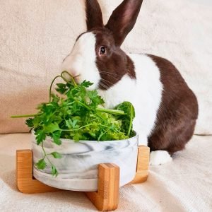 Rabbit Food and Water Bowls in Ceramic, Tip-Proof for Your Bun