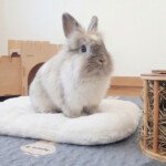 bunny bed white