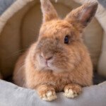 bunny house indoor