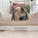 bunny litter box