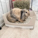 bunny litter box with grid