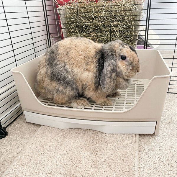 bunny litter box with grid