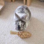 gnawing toy for rabbit