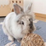 gnawing toy for rabbits
