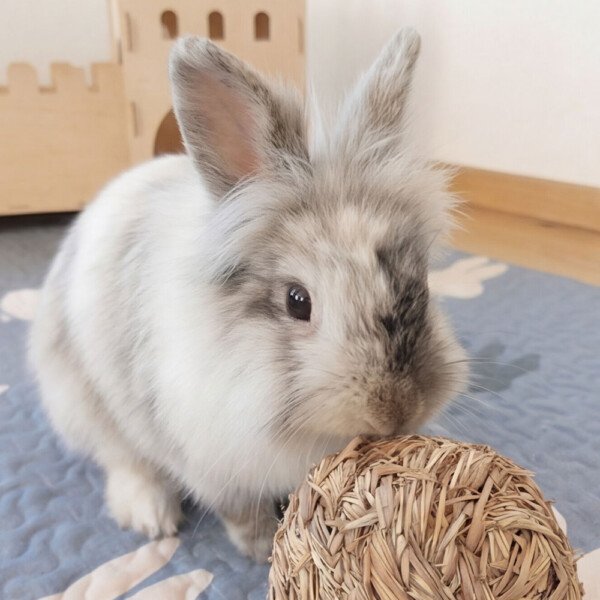 gnawing toy for rabbits