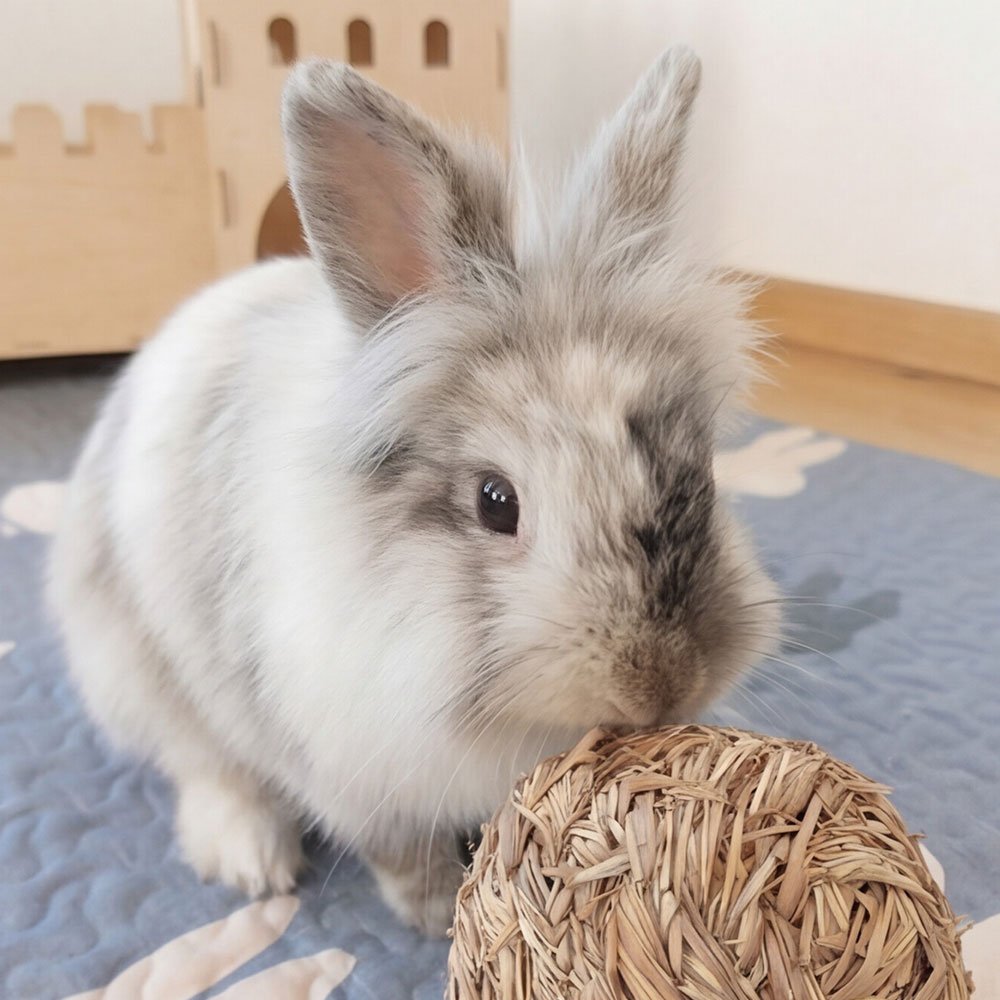 gnawing toy for rabbits