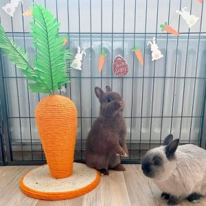 Rabbit Scratching Post Carrot, Scratch and Chew Fun