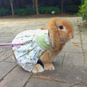 Lolita Rabbit Clothes Bunny Harness, Walk in Style