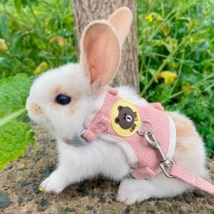 Rabbit Harness Teddy Bear, Safe Hops Outside