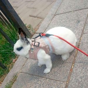 Rabbit Harness Rosa, Sized for Tiny Buns