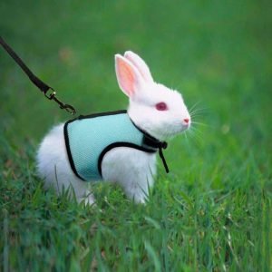 Bunny Harness with Leash, Safe Outdoor Walks