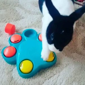 Toys for Rabbit Puzzle, Watch Your Bun Think