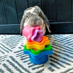 Rabbit Toy Stacking Cups, Hide Treats and Watch