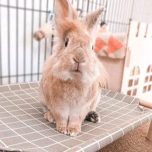 Rabbit Hammock Gray Rabbit Bed, Cozy Elevated Spot