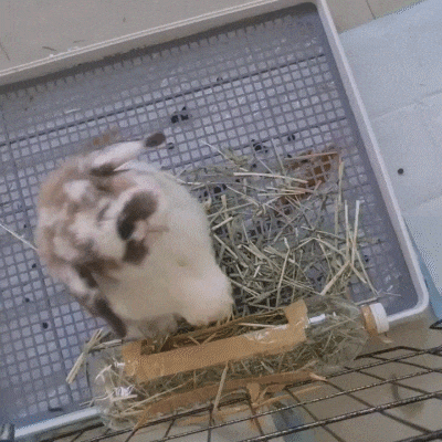 Open rabbit litter tray for an enclosure