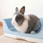 litter box for bunny