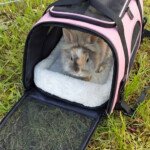 rabbit carrier bag