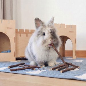 rabbit chew toy