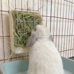 rabbit feeder hay rack