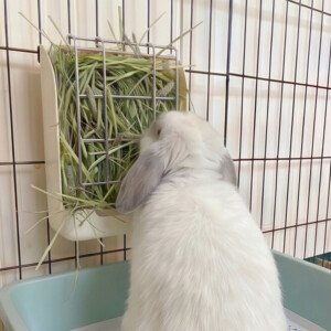 rabbit feeder hay rack