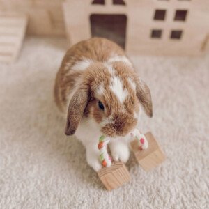 rabbit gnawing toy