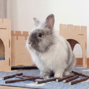 rabbit gnawing toy