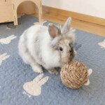 rabbit gnawing toy ball