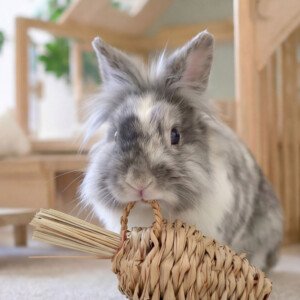 rabbit gnawing toy carrot