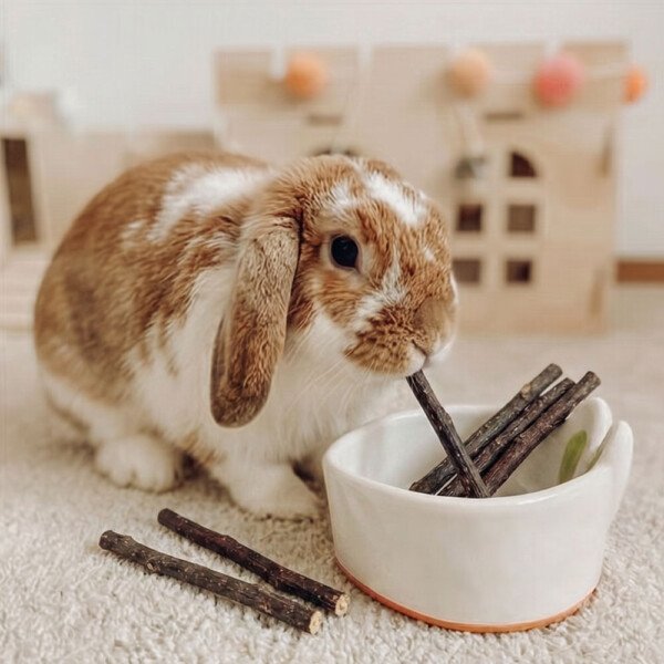 rabbit gnawing toys